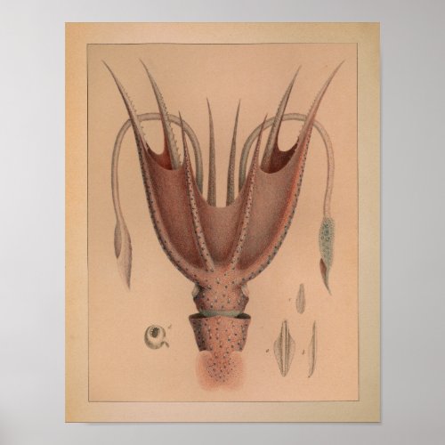 1851 Vintage Color Octopus Print