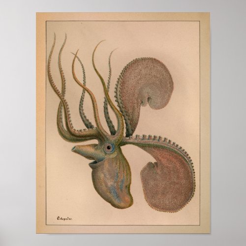1851 Vintage Color Octopus Print