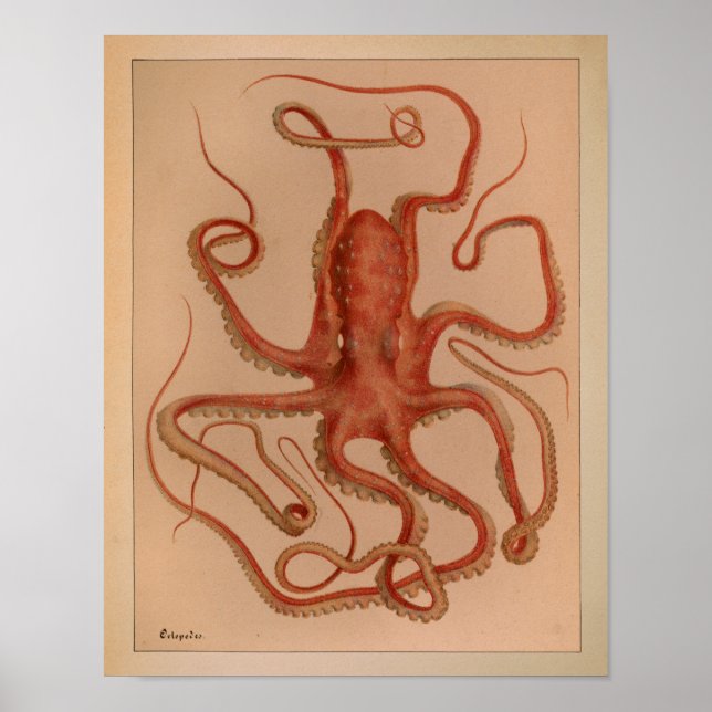 1851 Vintage Color Octopus Print (Front)