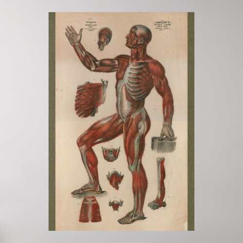 1851 Vintage Muscle Anatomy Chart