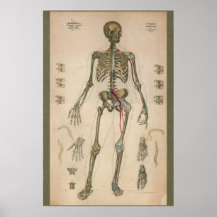 1851 Vintage Skeletal Anatomy Chart