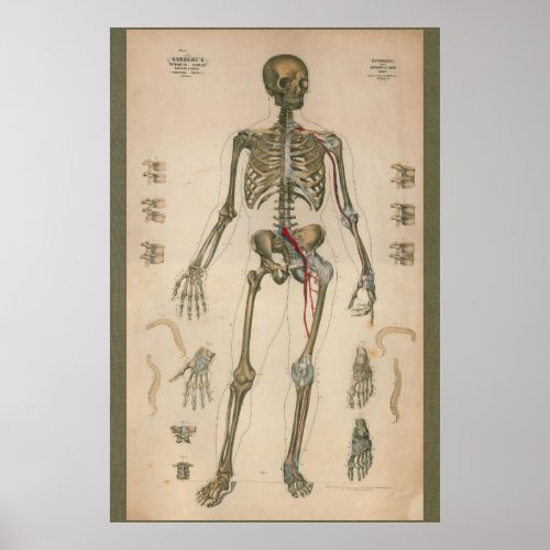 1851 Vintage Skeletal Anatomy Chart
