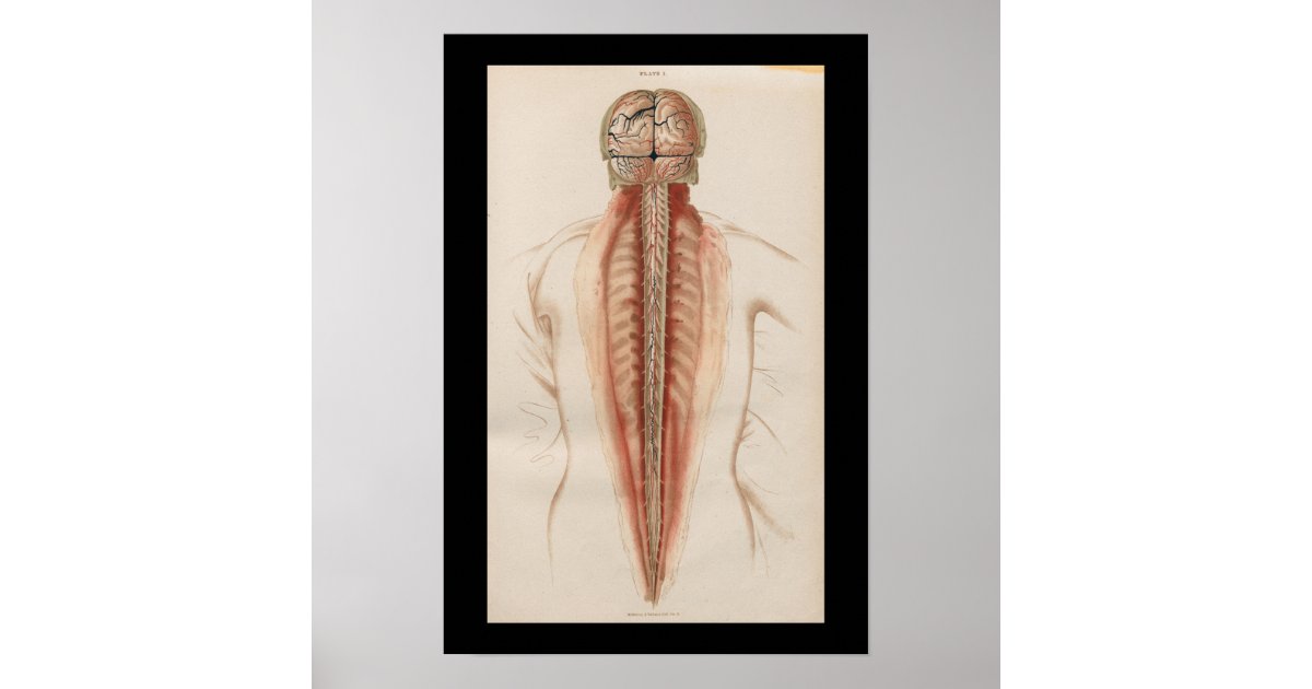 1852 Vintage Anatomy Brain Spinal Cord Poster | Zazzle