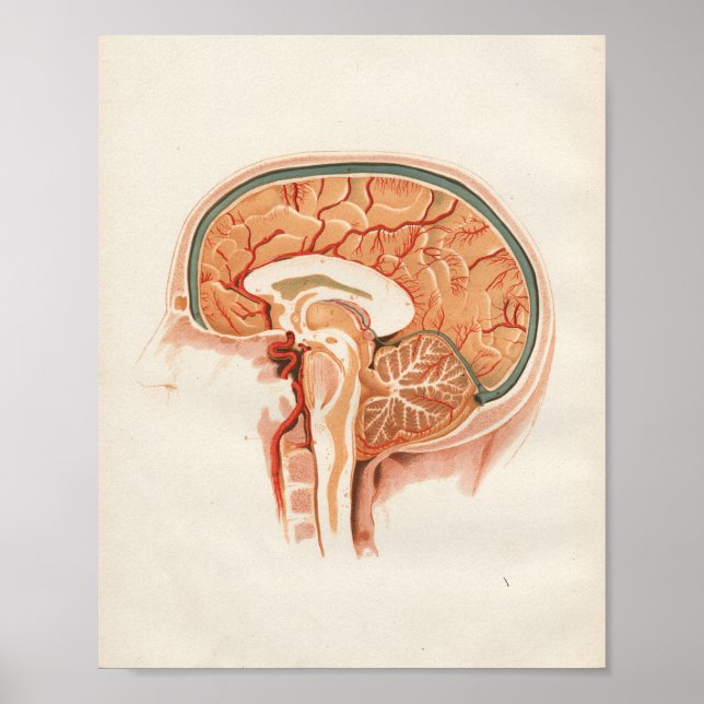 1852 Vintage Anatomy Print Brain Spinal (Front)