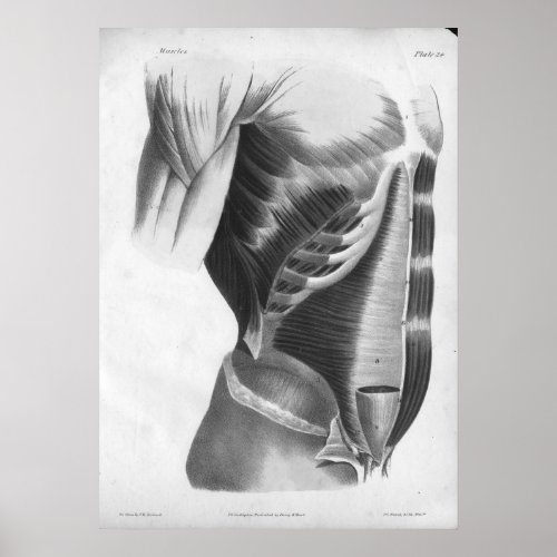1854 Vintage Anatomy Chest Muscles BW Print