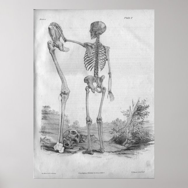 1854 Vintage Anatomy Skeleton Print (Front)