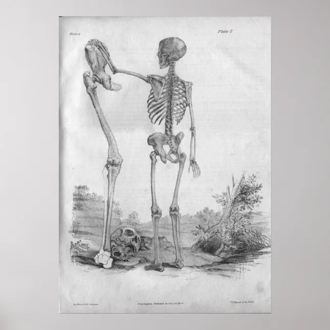 1854 Vintage Anatomy Skeleton Print | Zazzle