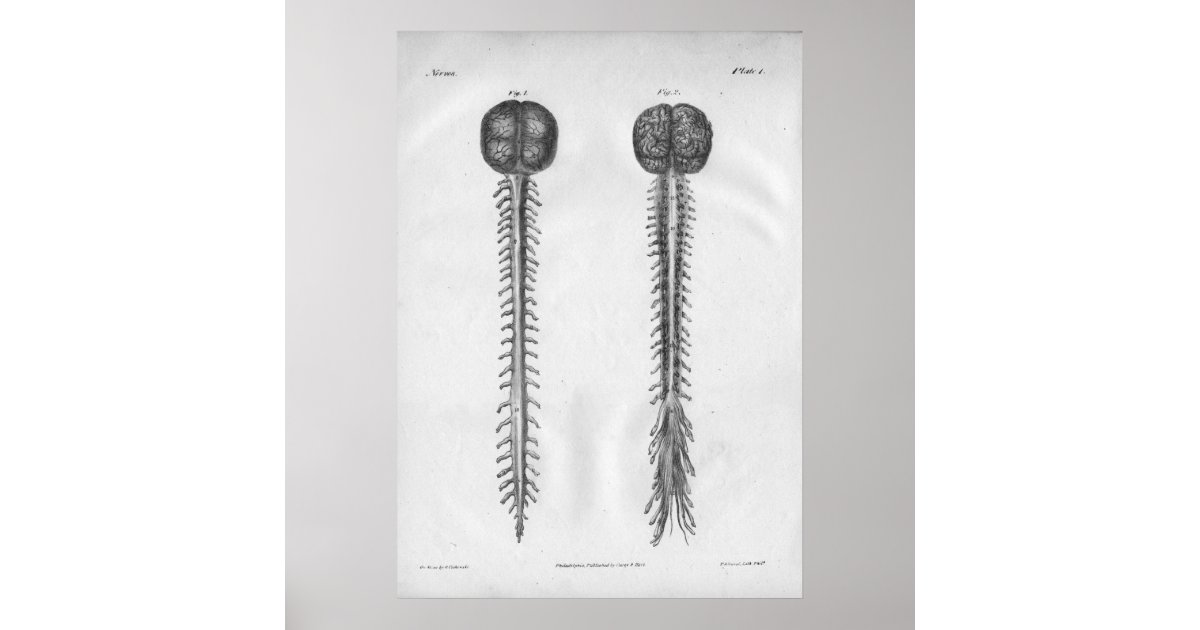 1854 Vintage Brain Spinal Cord Anatomy Print | Zazzle