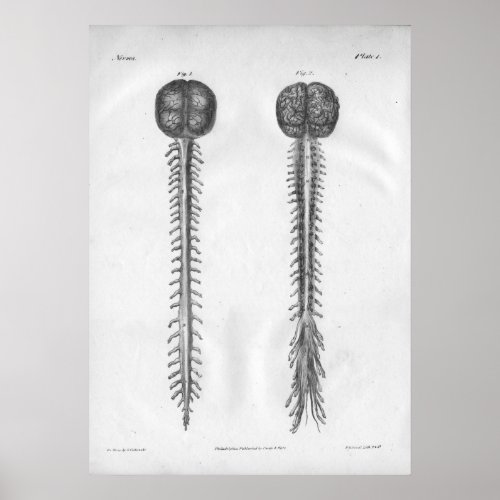 1854 Vintage Brain Spinal Cord Anatomy Print