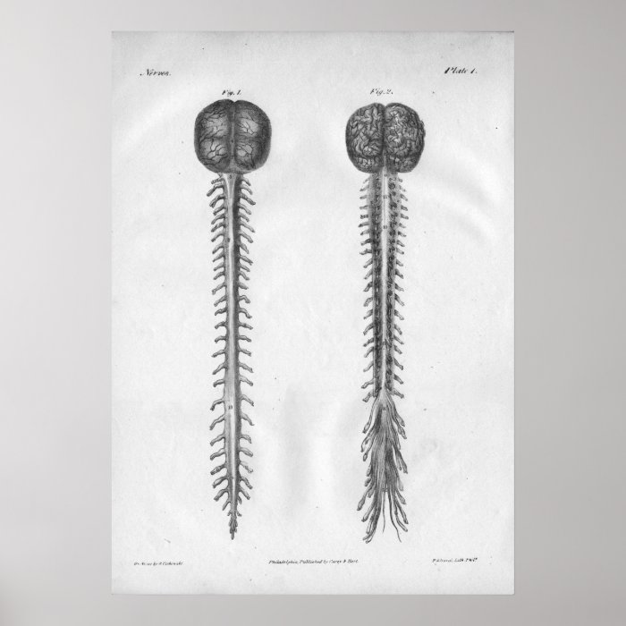 1854 Vintage Brain Spinal Cord Anatomy Print | Zazzle