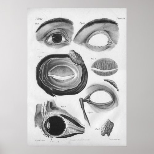 1854 Vintage Eye Anatomy BW Print