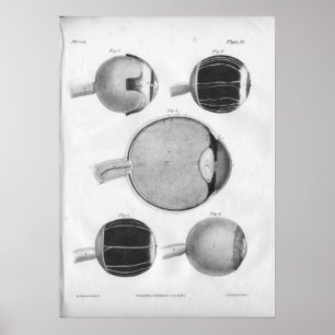 1854 Vintage Eye Anatomy Print