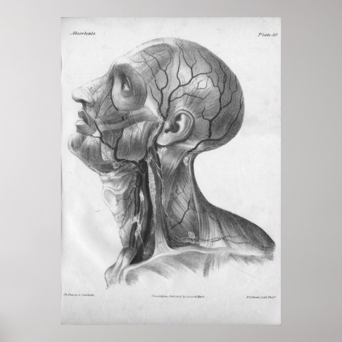 1854 Vintage Head and Neck Anatomy Print