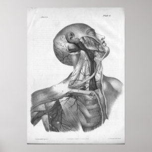 1854 Vintage Head & Neck Arteries Anatomy Print