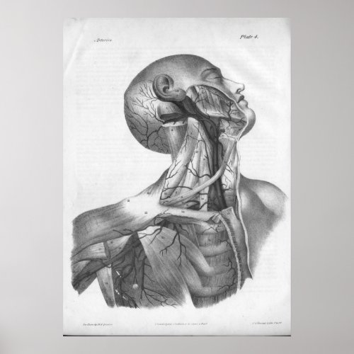 1854 Vintage Head  Neck Arteries Anatomy Print