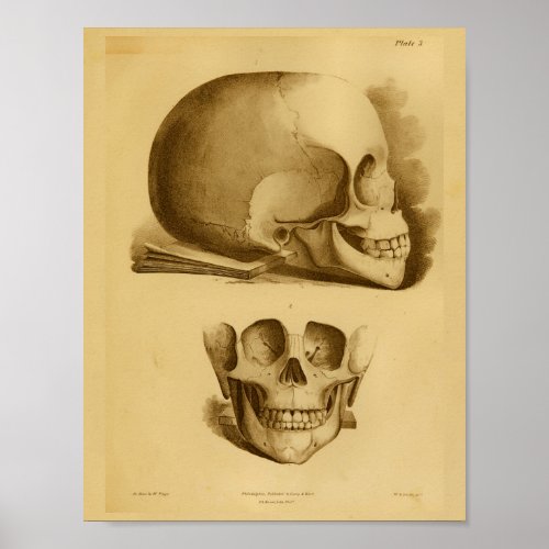 1854 Vintage Human Skull Jaw Anatomy Print