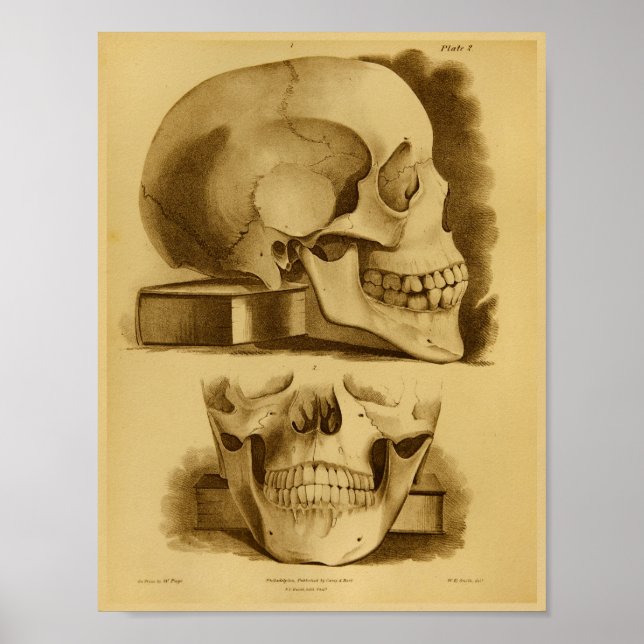 1854 Vintage Human Skull Jaw Anatomy Print (Front)