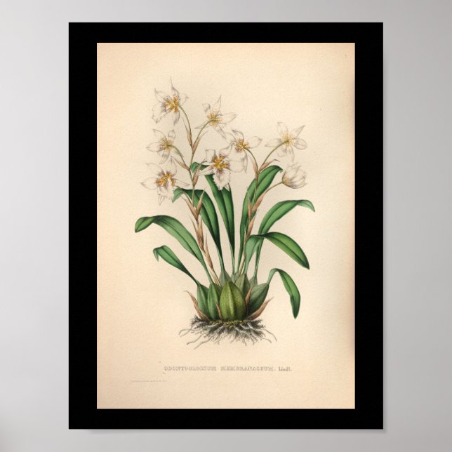 1860 Vintage Orchid Flower Print (Front)