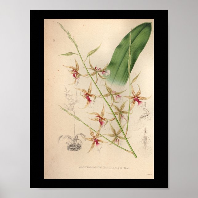 1860 Vintage Orchid Flower Print Pale (Front)