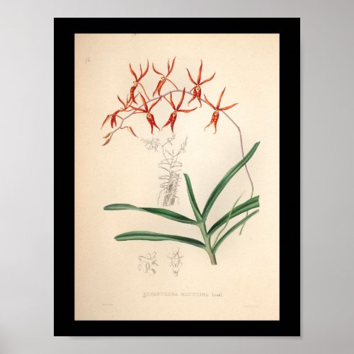 1860 Vintage Orchid Flower Print Red