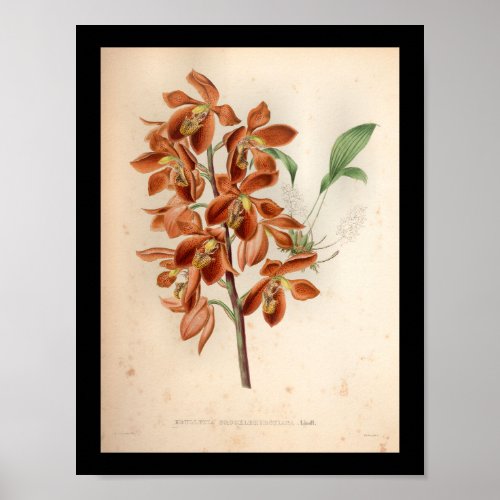 1860 Vintage Orchid Flower Print Red