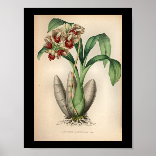 1860 Vintage Orchid Flower Print Red Spotted (Front)