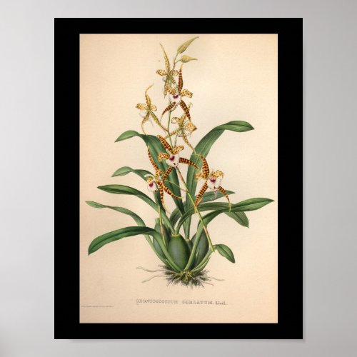 1860 Vintage Orchid Flower Print Red Striped