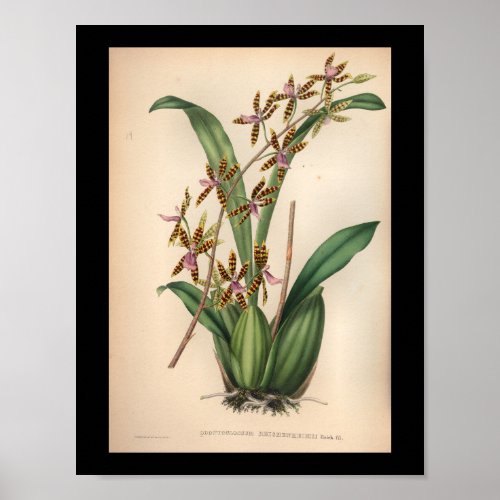 1860 Vintage Orchid Flower Print Red Striped