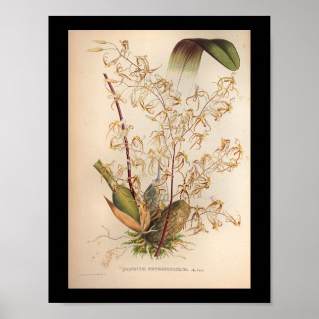 1860 Vintage Orchid Flower Print Yellow (Front)