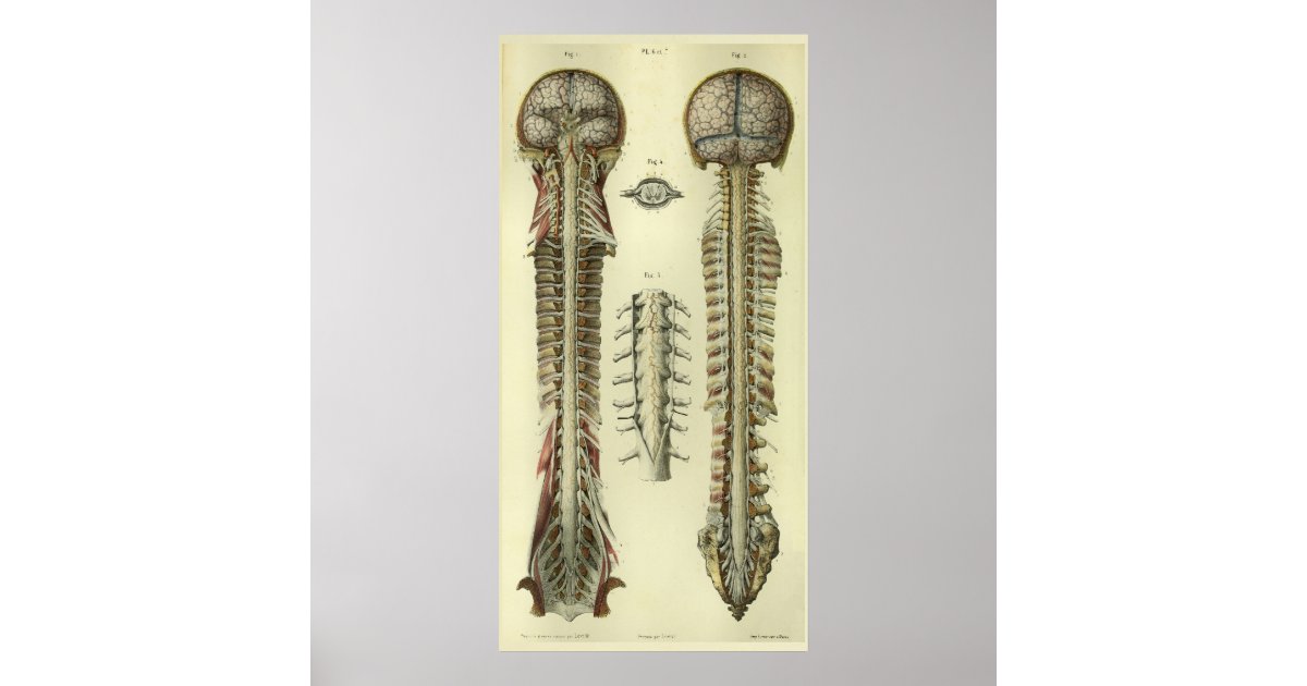 1866 Brain Spinal Cord Nerves Anatomy Print | Zazzle