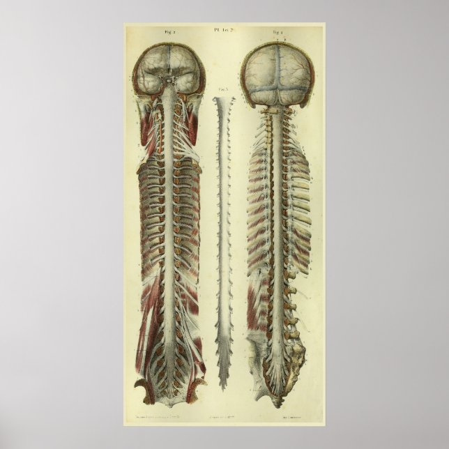 1866 Brain Spinal Cord Nerves Anatomy Print (Front)
