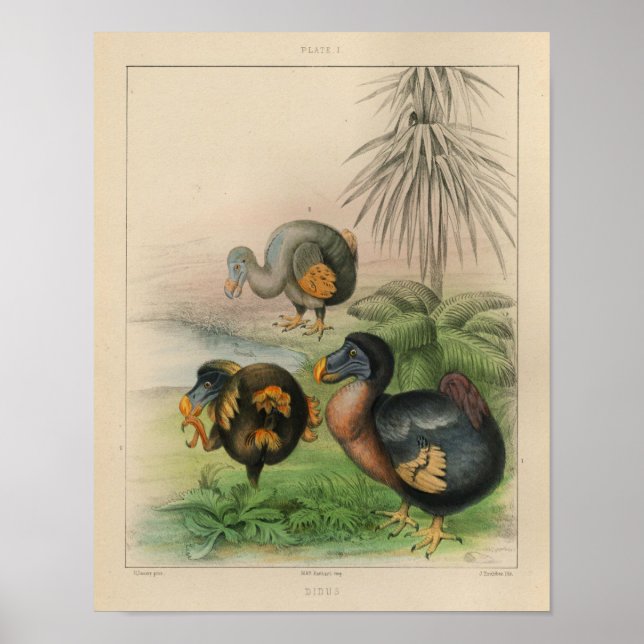 1866 Dodo Bird Vintage Color Print (Front)