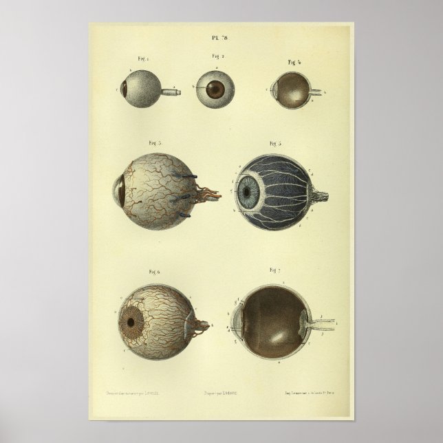 1866 Human Eye Anatomy Print (Front)