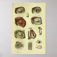 Antique Colored Original shops Human anatomy Print --Human Eyes - -German Medical Encyclopedia 1902 -ophthalmology