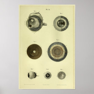 1866 Human Eye Anatomy Print
