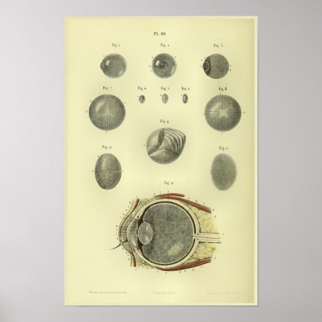 1866 Human Eye Cornea Anatomy Print (Front)