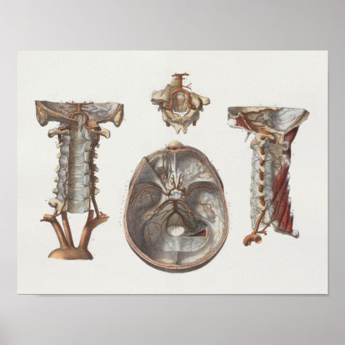 1867 Cervical Spine Vintage Anatomy Print