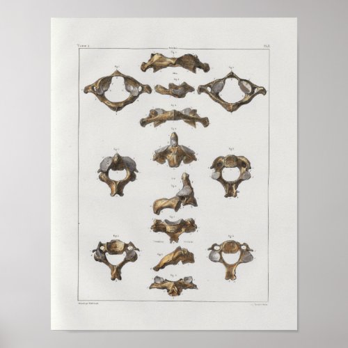 1867 Cervical Vertebrae Vintage Anatomy Print