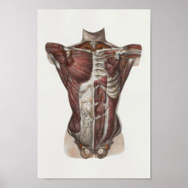 1867 Chest Muscles Vintage Anatomy Print | Zazzle