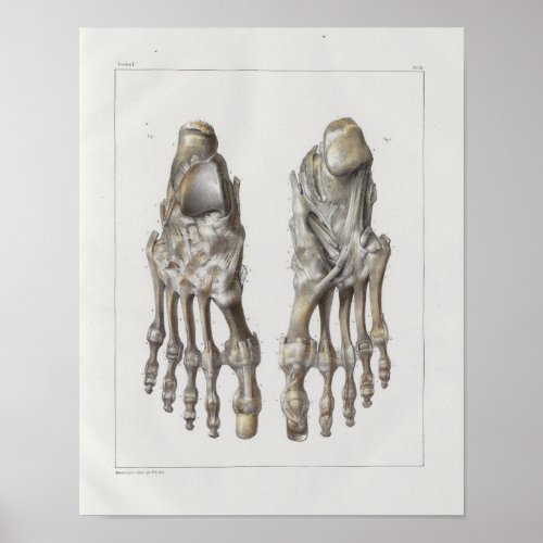 1867 Foot Bones Vintage Anatomy Print