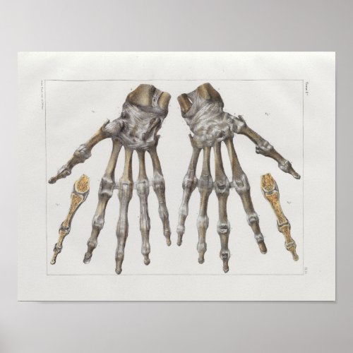 1867 Hand Bones Vintage Anatomy Print