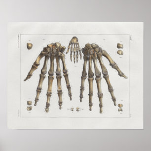 1867 Hand Wrist Bones Vintage Anatomy Print