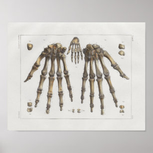 https://rlv.zcache.com/1867_hand_wrist_bones_vintage_anatomy_print-r4a46e73c7cce45b0afd21c343d02050a_wvt_8byvr_307.jpg