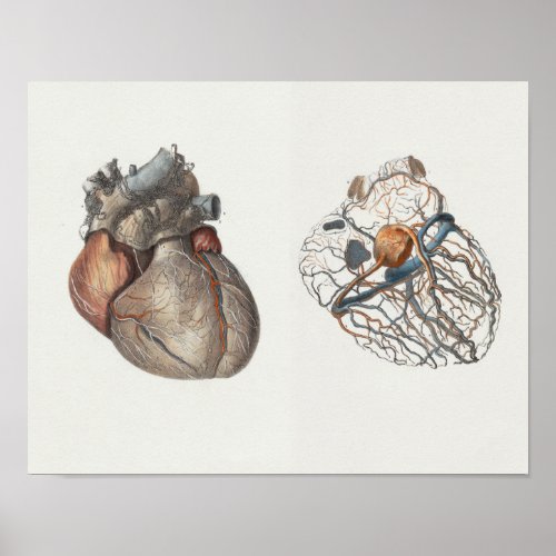 1867 Human Heart Vintage Anatomy Print