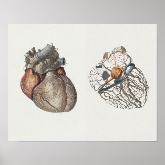 1867 Human Heart Vintage Anatomy Print (Front)