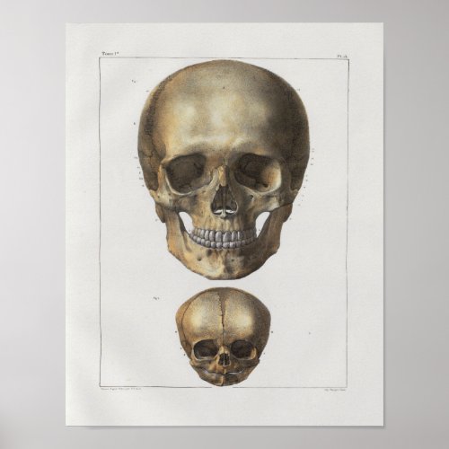 1867 Human Skull Vintage Anatomy Print