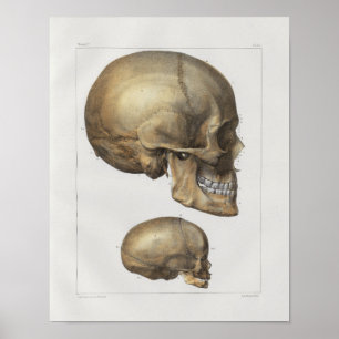 1867 Human Skull Vintage Anatomy Print