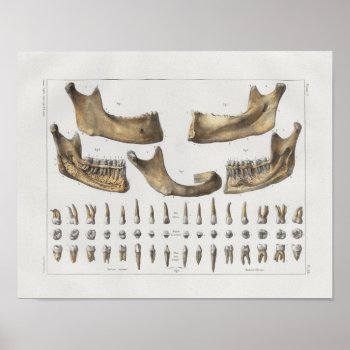 1867 Jaw Teeth Dental Vintage Anatomy Print by AcupunctureProducts at Zazzle