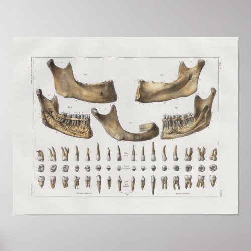 1867 Jaw Teeth Dental Vintage Anatomy Print