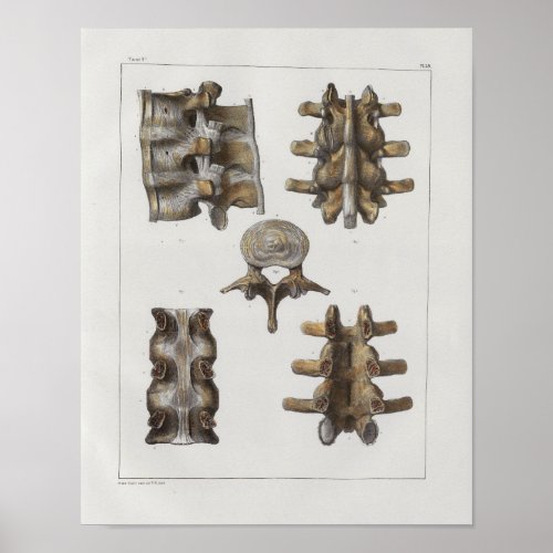 1867 Lumbar Spine Vintage Anatomy Print